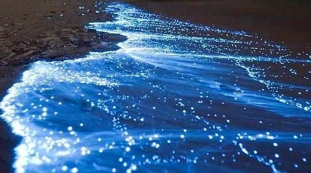 夜晚看起來就像星星點綴著沙灘一樣。(網圖)