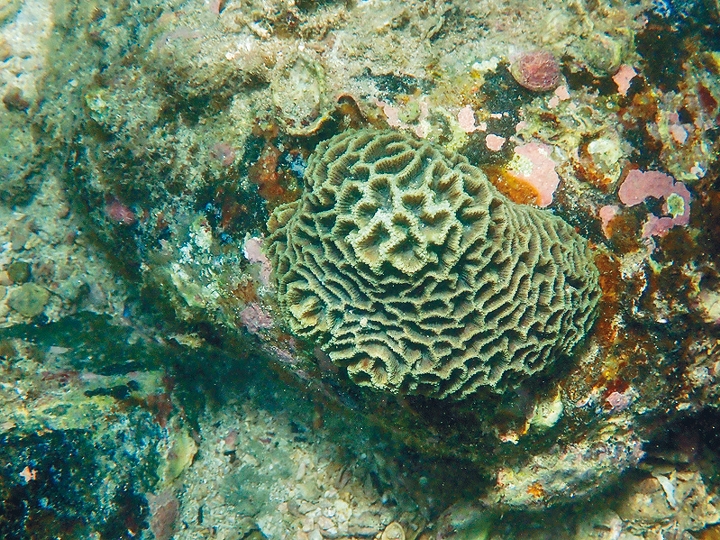 甕缸灣的珊瑚區是著名浮潛及潛水熱點。