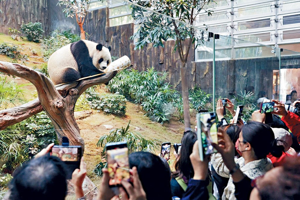 「安安」和「可可」在香港海洋公園亮相,擔當「香港旅遊大使」。