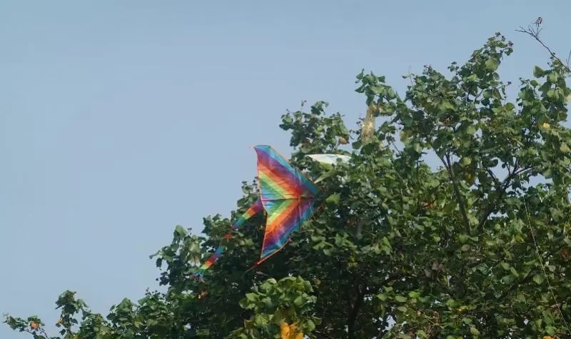 在莲花山风筝广场周边的树上，挂著断线的风筝。 南方都市报