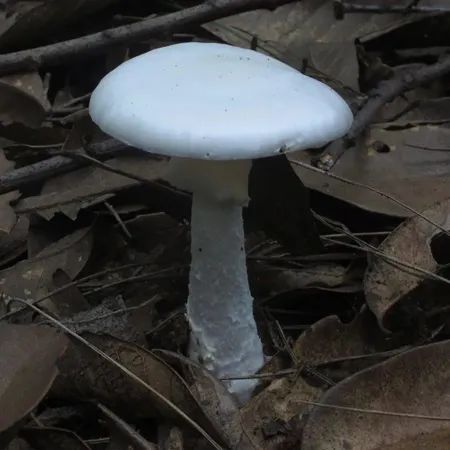 白毒伞是蘑菇界名副其实的「毒王」。