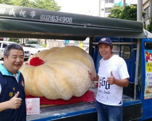 868.96台斤的超大南瓜。