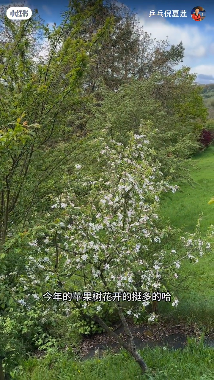 倪夏莲家附近有苹果树。