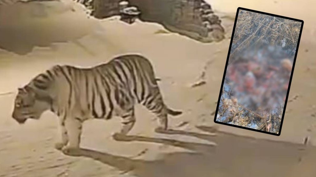 吉林有野生老虎闖入村內，叼走一隻家犬，只吃剩白骨。抖音