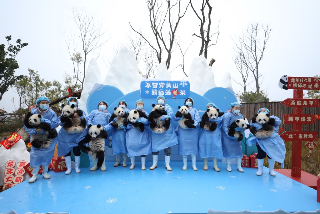 工作人員抱起新生熊貓，場面逗人發笑。(新華社)