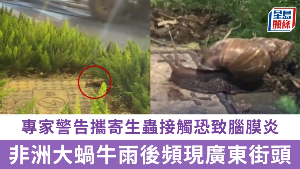 廣州女子路邊發現巨型蝸牛。
