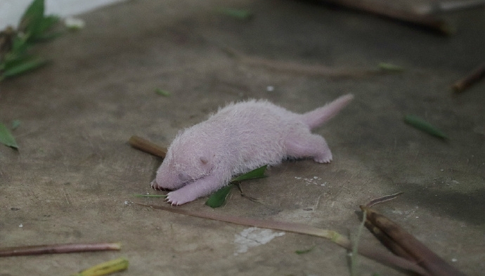 旅居印尼大熊貓「湖春」誕下幼崽。 中國大熊貓保護研究中心 旅居印尼大熊貓「湖春」誕下幼崽。 中國大熊貓保護研究中心