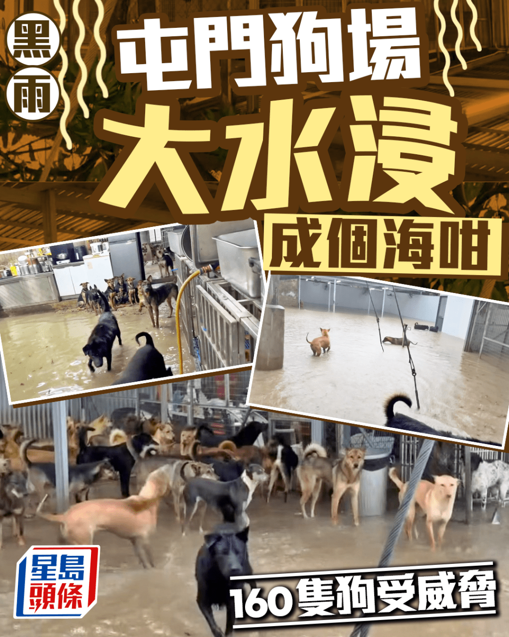 黑雨下屯門狗場大水浸 成個海咁160隻狗受威脅 狗狗眼神勁無奈