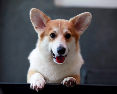 被撲殺的寵物犬為哥基犬。示意圖
