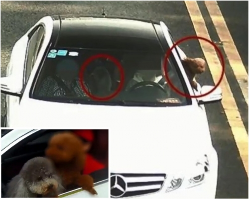兩隻狗狗好奇將頭伸出車外。網圖