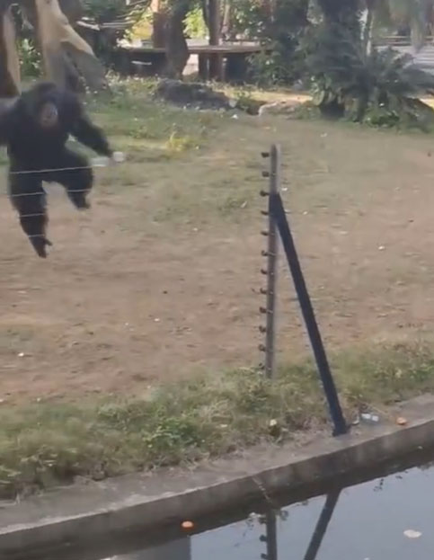 黑猩猩执起一个胶樽，掟向游客。网图截图