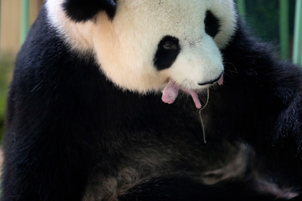 旅法大熊猫「欢欢」正在照动刚出生的双胞胎熊猫宝宝。 路透社