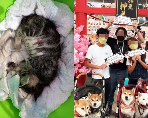 貓咪寵物展遭柴犬咬死。左：天下貓貓一樣貓FB圖片；右：西環變幻時圖片