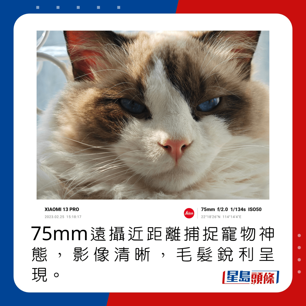 75mm遠攝近距離捕捉寵物神態，影像清晰，毛髮銳利呈現。