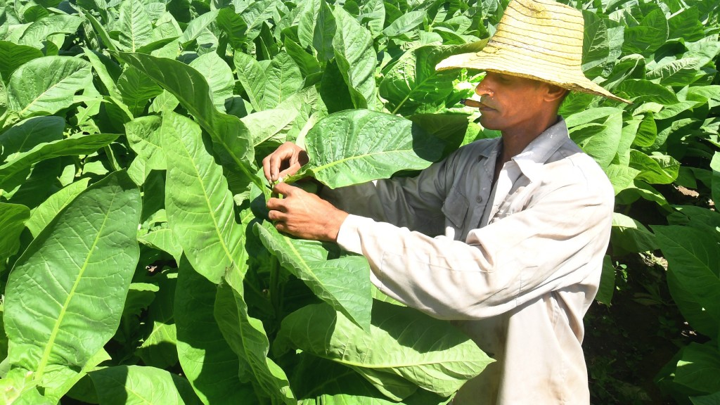 古巴煙農正在採摘煙葉。  新華社 