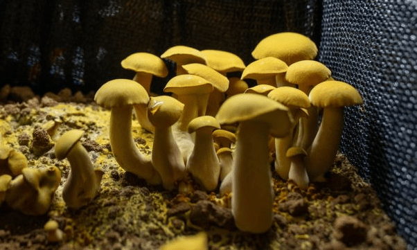 「見手青」。 新華社