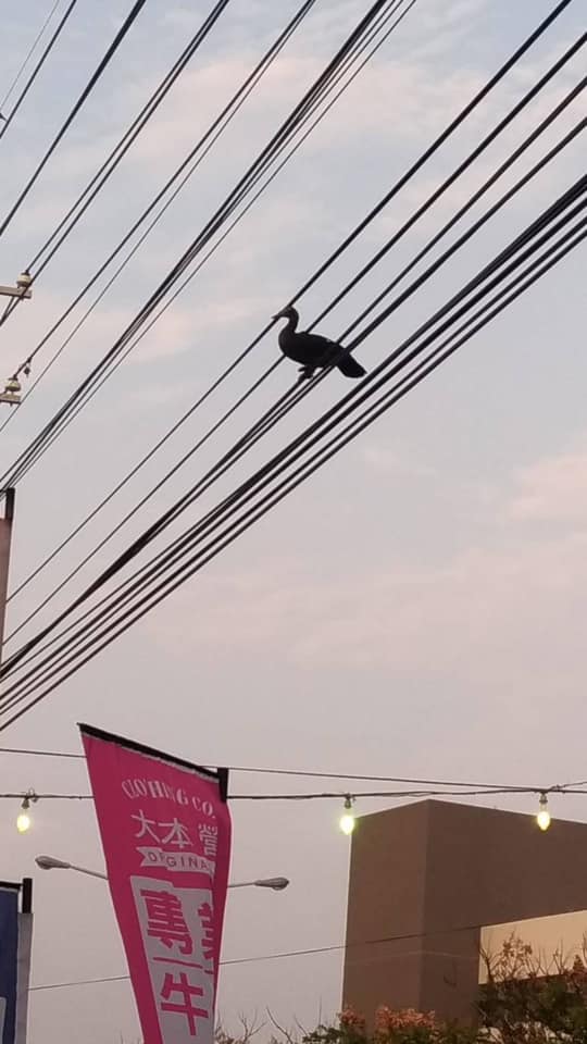 網民：​紅面鴨飛到電線上了。網上截圖