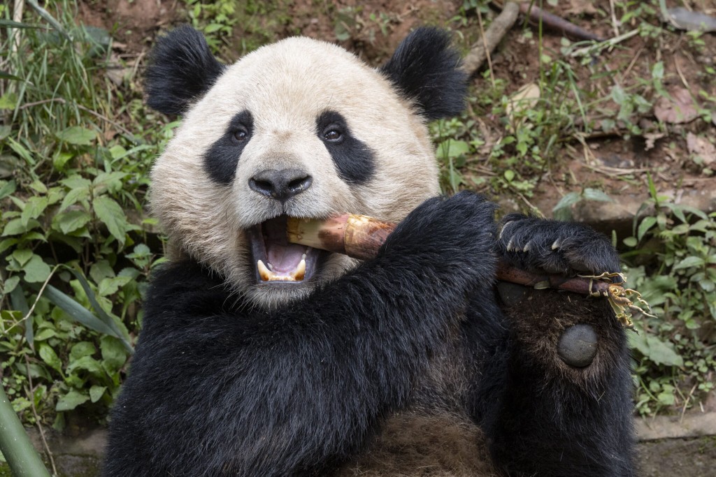 云川吃竹子。 San Diego Zoo 