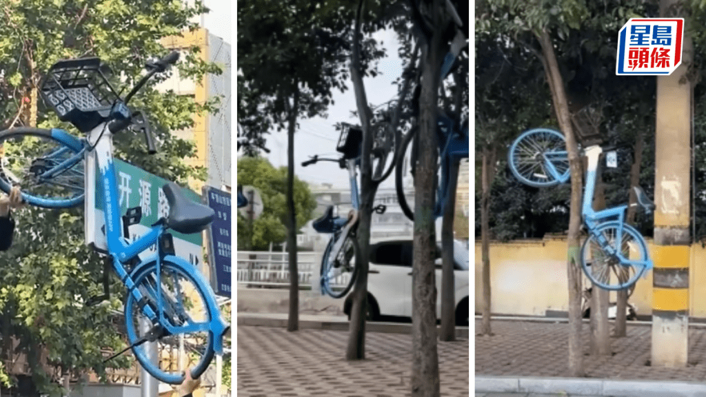 多輛共享單車被掛到樹上。都市現場；海南民生廣播