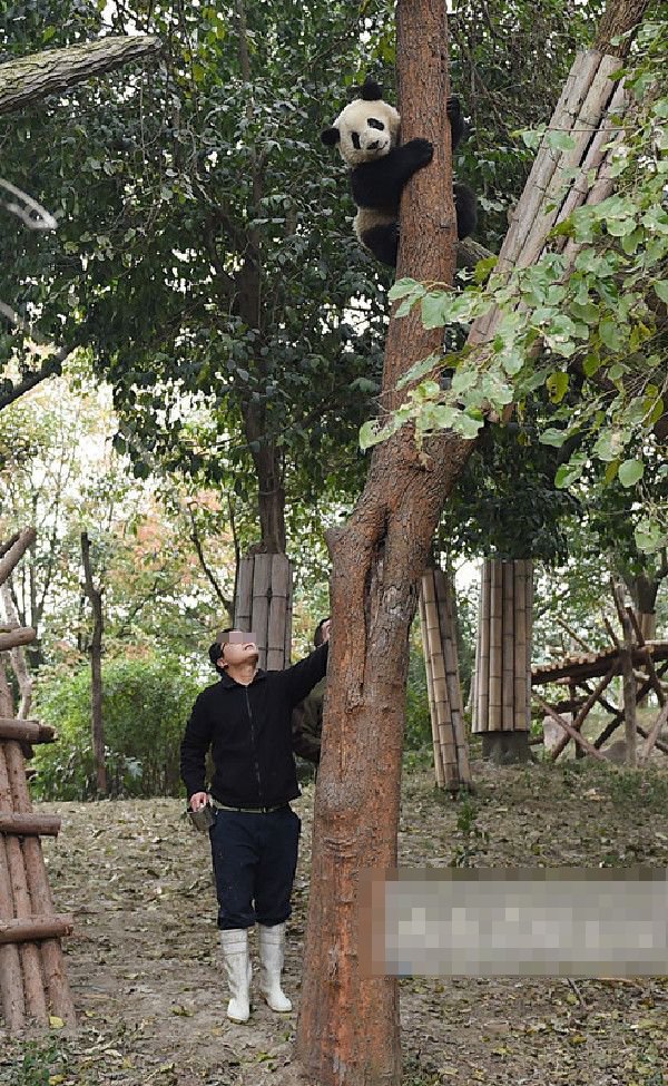 大熊貓飼養員張男被指對女粉絲騙色致懷孕。