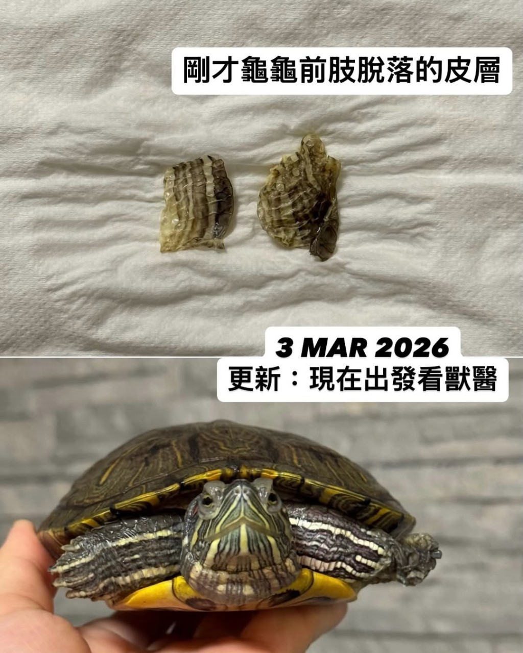 紅耳龜所有指甲掉落，前肢甩皮、眼部和皮膚亦有灼傷痕跡。「Turtle Advocacy Hong Kong 棄龜庇護所」Instagram圖片