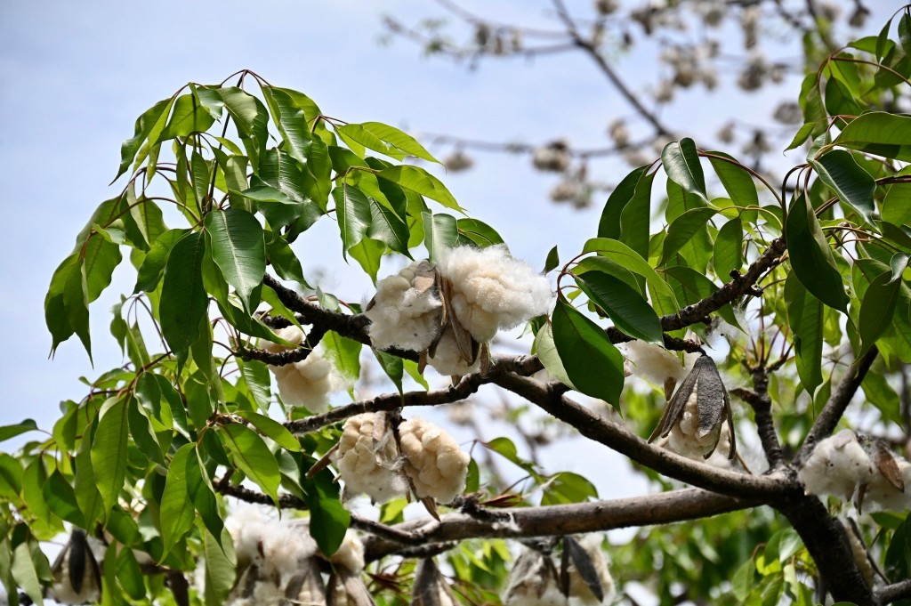 每年5至6月，大量棉絮便會帶著種子四散。