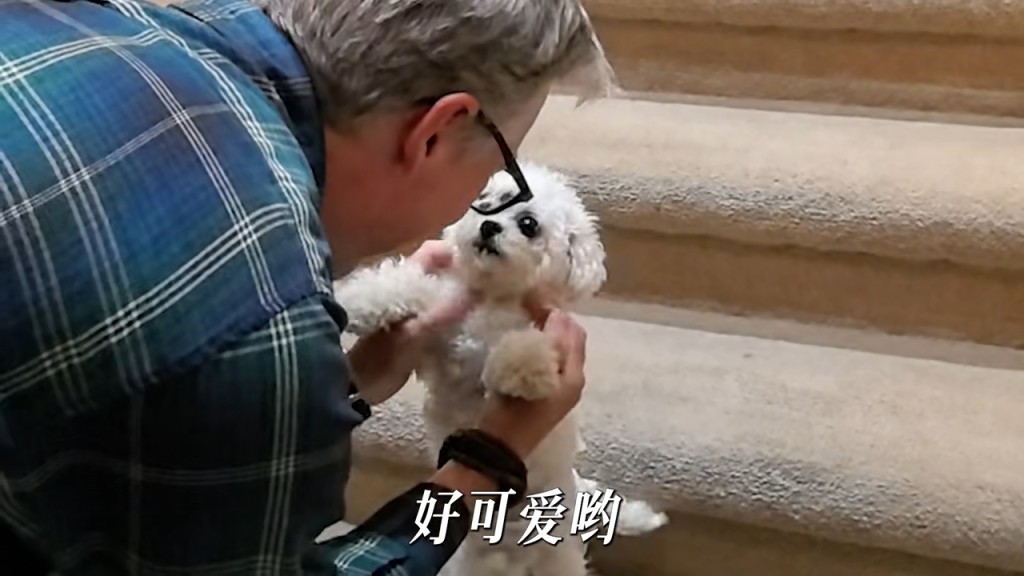 這隻可愛的狗狗是王祖賢的愛犬。