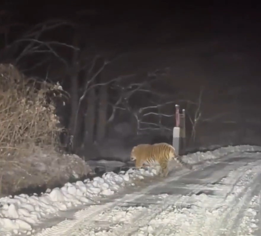 有民众在吉林雪山上发现东北虎。《新京报》