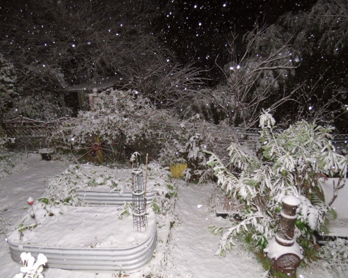 澳洲昆士蘭罕有白雪紛飛。網上圖片