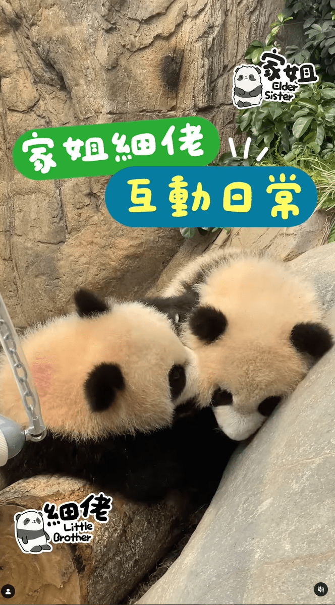 港產大熊貓家姐和細佬溫馨互動。海洋公園IＧ影片截圖