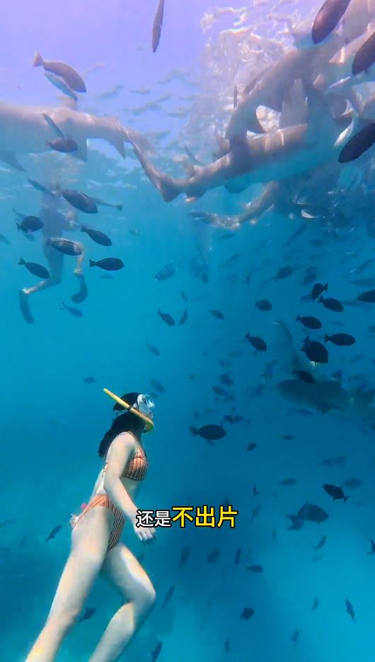 內地女遊客「大姨媽」到仍潛水，疑血腥味刺激鯊魚，導致手部被咬出血洞。抖音＠我愛藍色