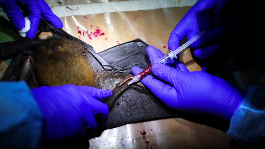 科研人员在孟加拉的蝙蝠身上抽血，以研究尼帕病毒。 路透社资料图