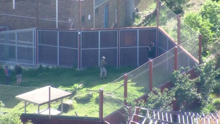 雪梨塔龍加動物園5隻獅子早上逃出籠外,已被工作人員全數捉回。路透社圖片
