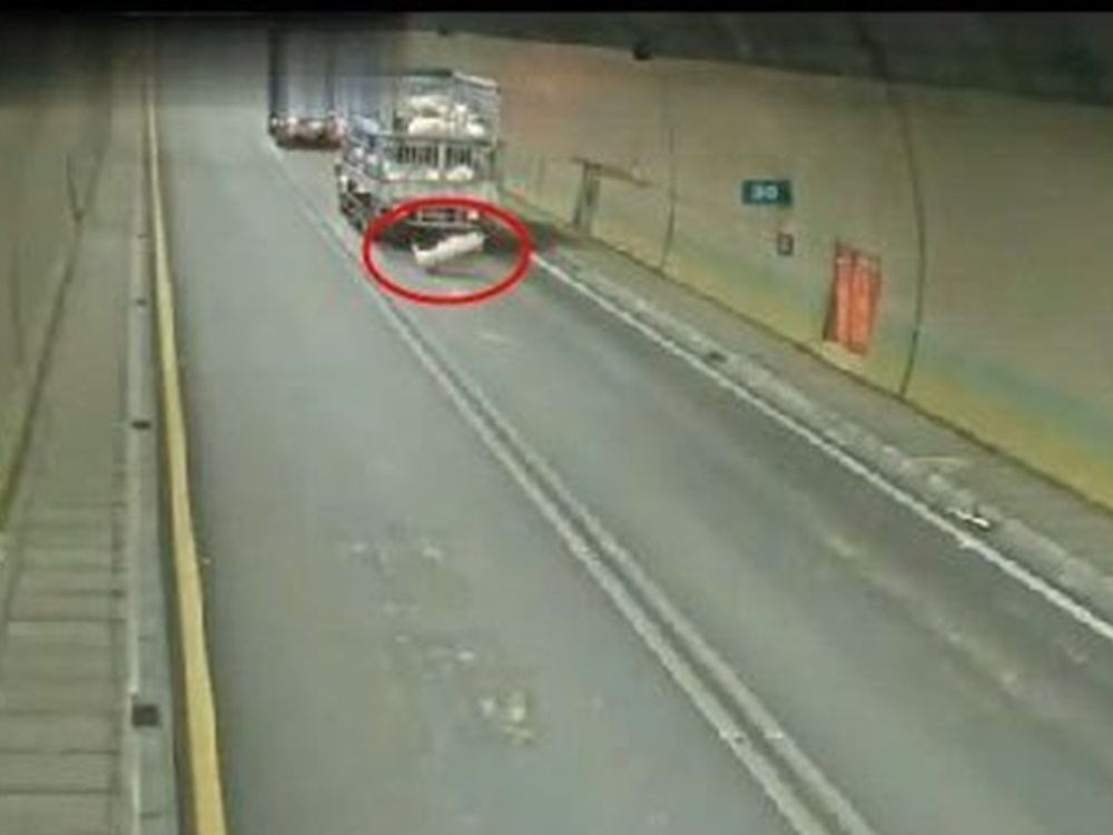 豬公跌到路面後翻了幾圈才停下。網圖