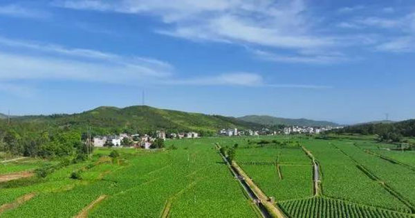湖南桂陽縣有一支「益蟲護衛隊」，用以蟲治蟲的方法取代農藥。