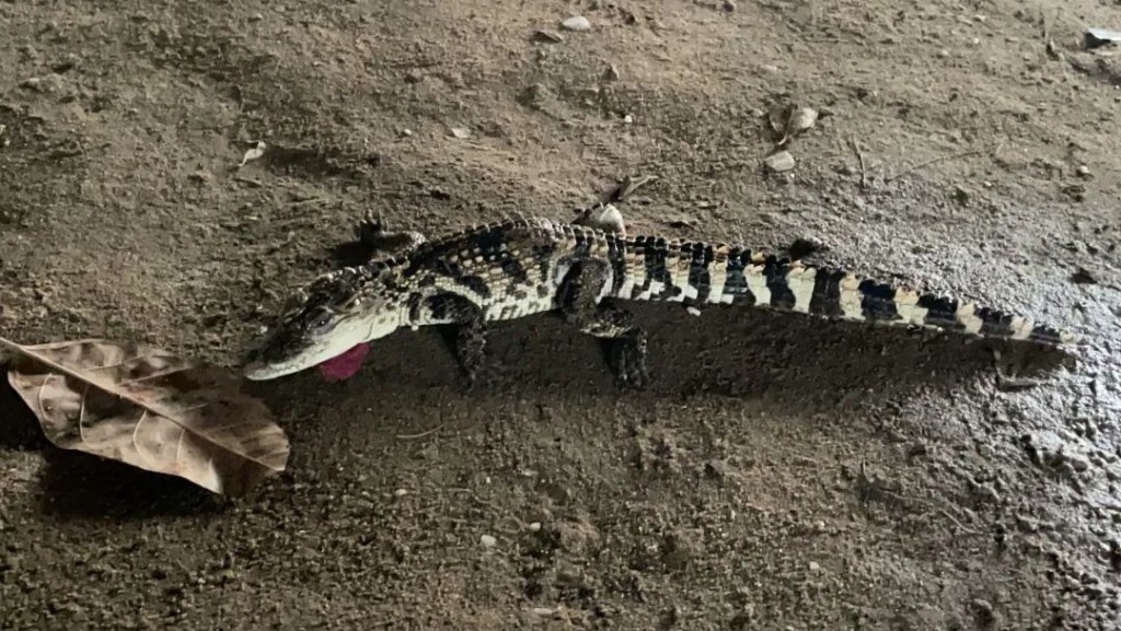 被钓起的鳄鱼长约43厘米。深圳特区报