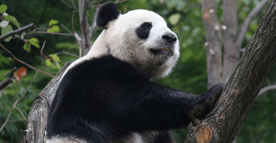 大熊貓「公主」生前照片。中國大熊貓保護研究中心