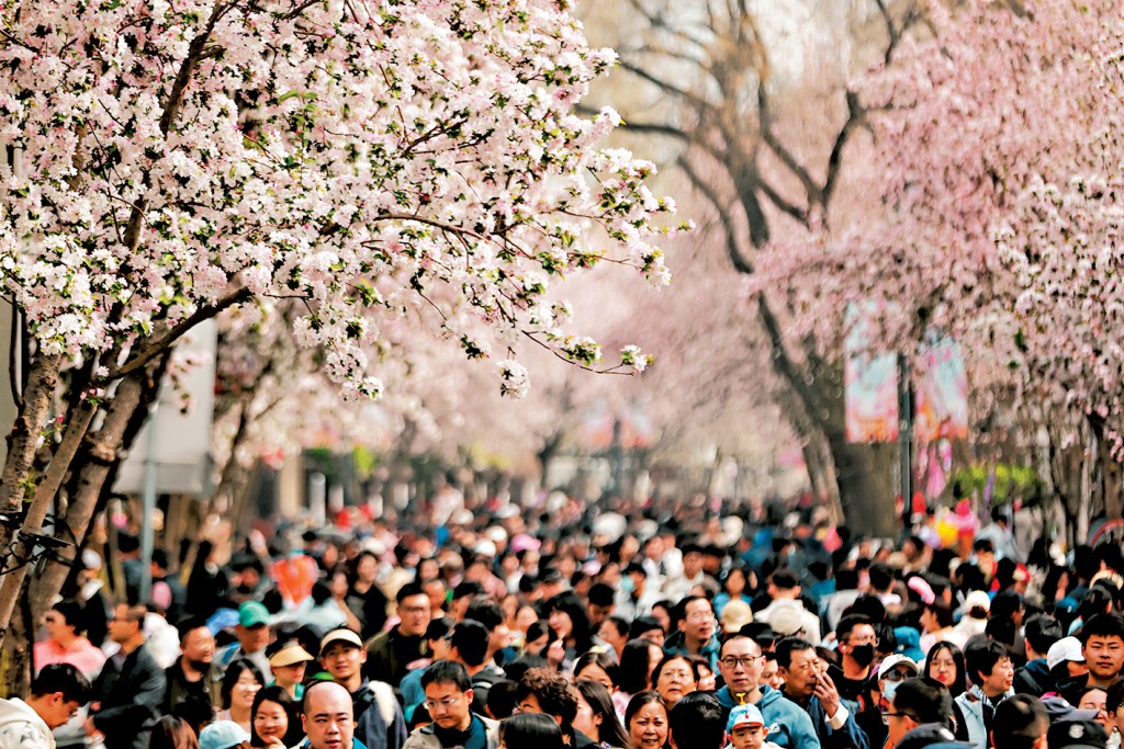 清明假期首日，人們在天津五大道風景區賞花。