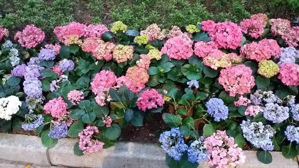 屯門市鎮公園。網民Daisy Yuen