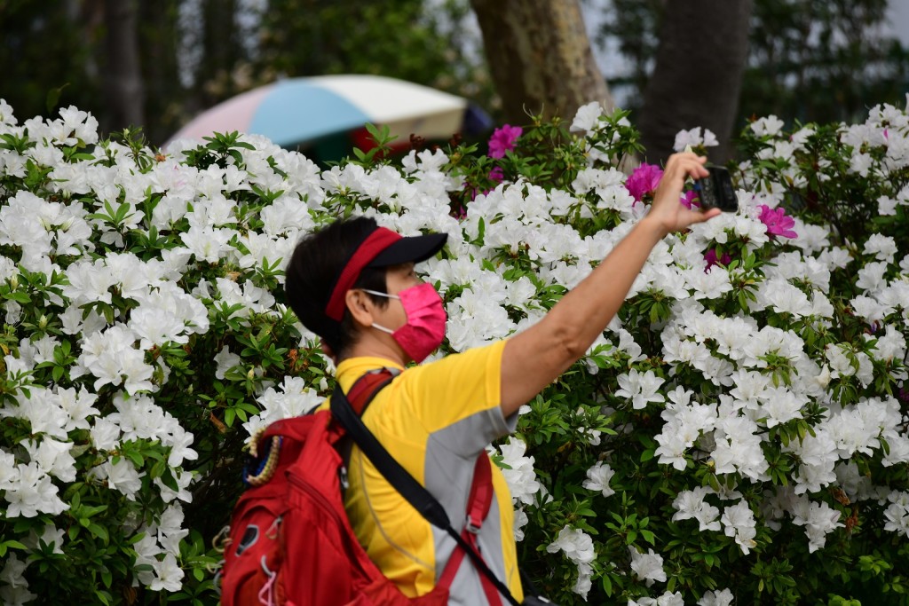 西營盤中山紀念公園市民外出感受春天氣息。