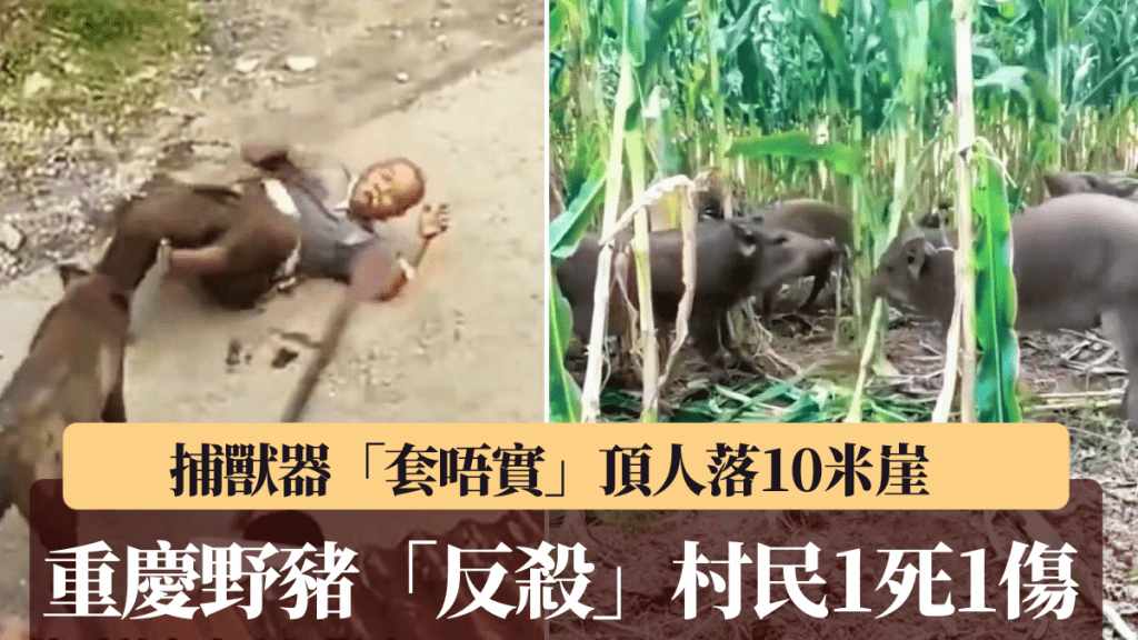 重慶發生野豬殺人事件。示意圖