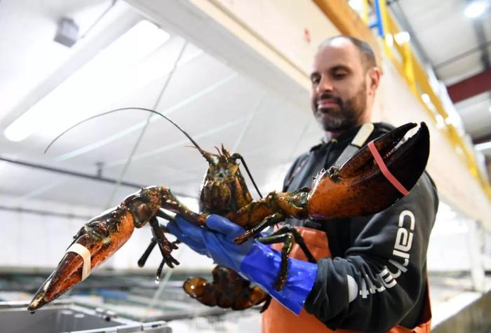 内地的波士顿龙虾蟹销量在新年时大增。新华社