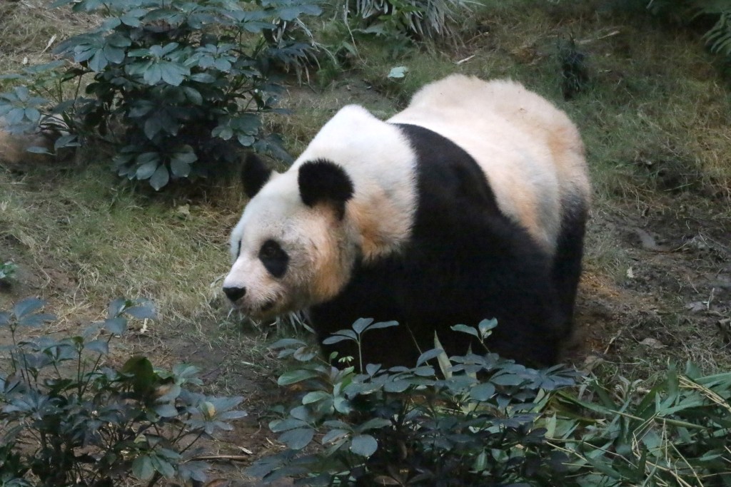 安安是全球在人类照顾下最长寿的雄性大熊猫。资料图片