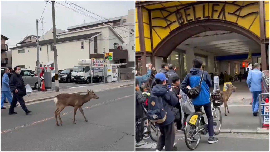 大阪各地民众目击奈良鹿。 X