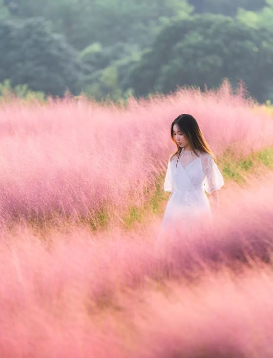 陌上花公園是秋天熱門景點