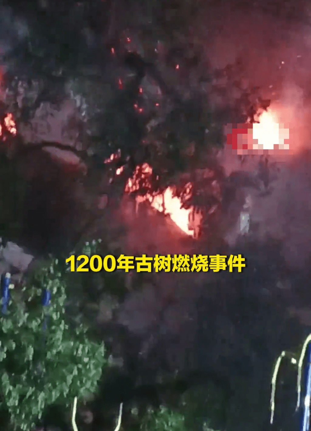 湖南两顽童掟炮仗入树洞，致千年古树起火。  潇湘晨报