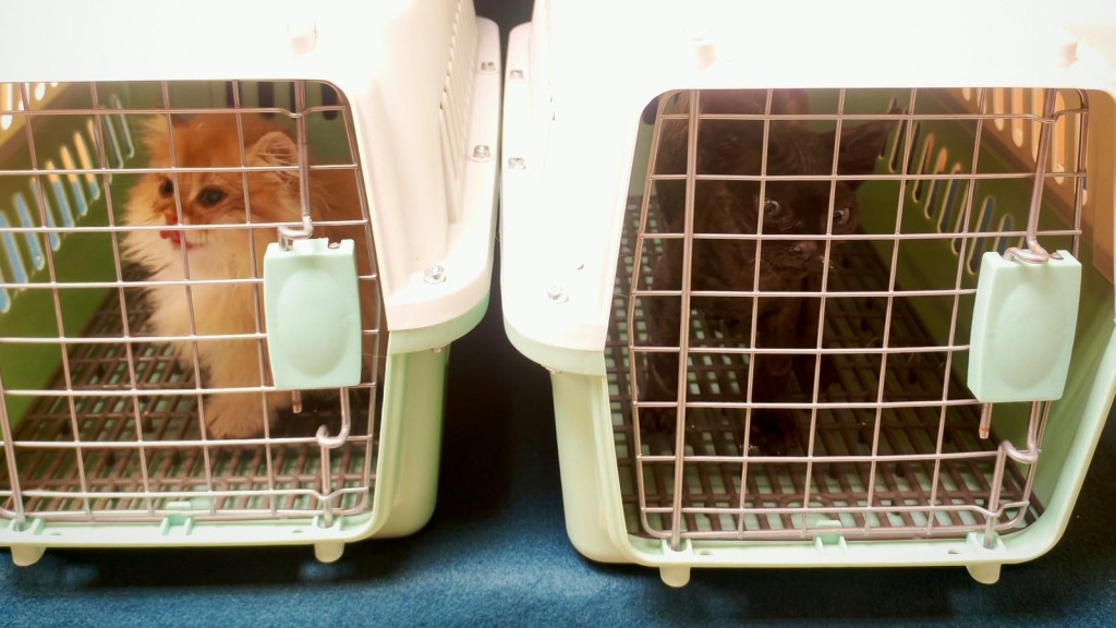 羅湖海關拘61歲入境男 涉手提袋內走私兩幼貓。海關圖片