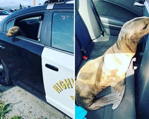 小海獅跳上警車,想趕都趕不走。 網上圖片