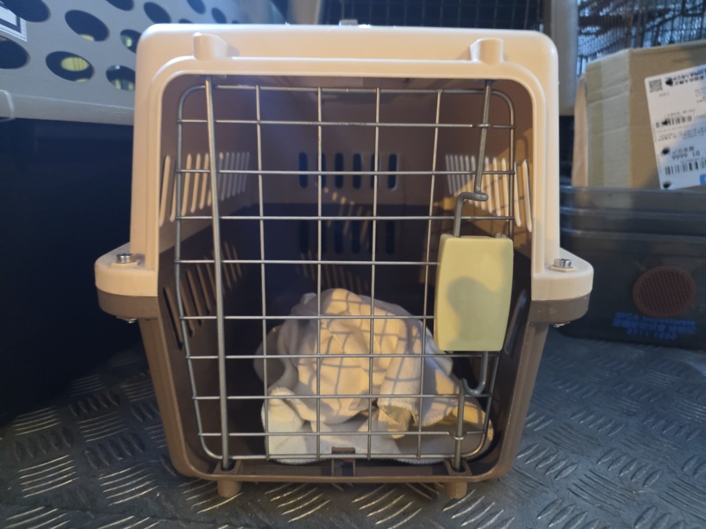 龜隻最終不治，由愛協檢走。黃文威攝