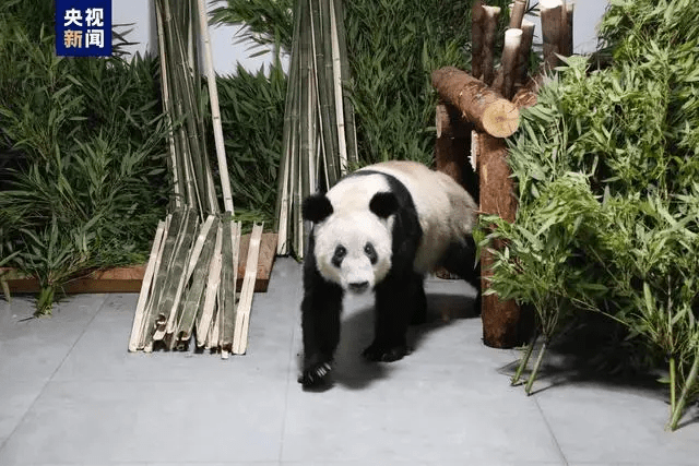 大熊貓「丫丫」於5月29日凌晨回到北京動物園大熊貓館。央視新聞